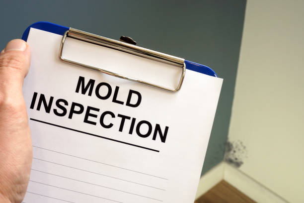 Best Black Mold Removal  in Dalzell, SC